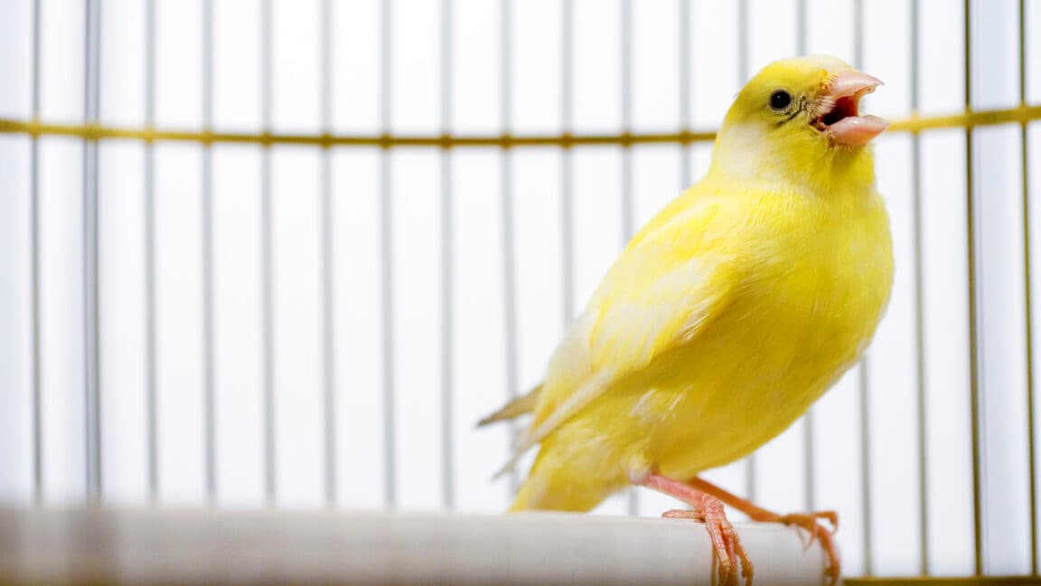 Canary Traps In Election Databases